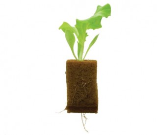 Image of a healthy seedling grown using Oasis Growing Media from Advanced Grower Products NZ Ltd