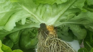 Image of Root development of Green Oak Lettuce in daily use with Oasis as the medium ready for harvest from hydroponic system