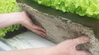 Image of a sheet of Oasis with lettuce plant to be planted out in a hydropnic system