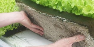 Image of a sheet of Oasis with lettuce plant to be planted out in a hydropnic system