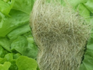 Image of healthy roots in Green Oak lettuce grown with Oasis products from Advanced Grower Products NZ