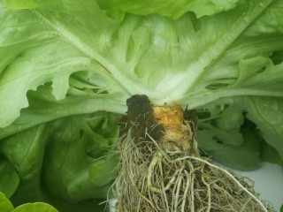 Image of Root development of Green Oak Lettuce in daily use with Oasis as the medium ready for harvest from hydroponic system