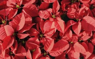 Image of poinsettias grown using Oasis Wedge media